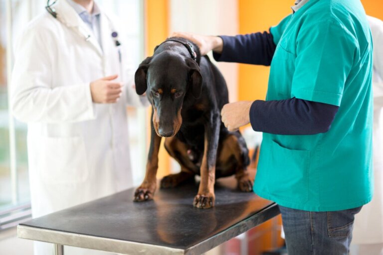 Cauda equina-syndrom hos hundar: orsaker och behandlingar