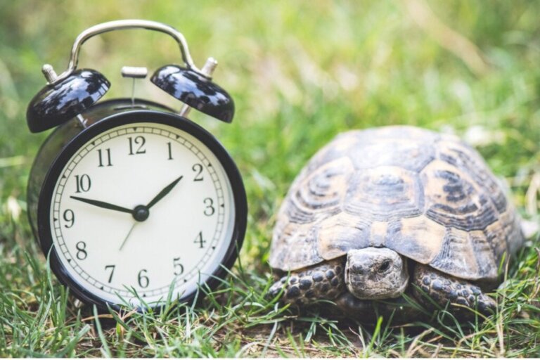 Hur länge lever en sköldpadda som husdjur?