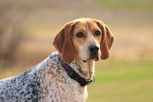American English Coonhound: Allt om denna ras