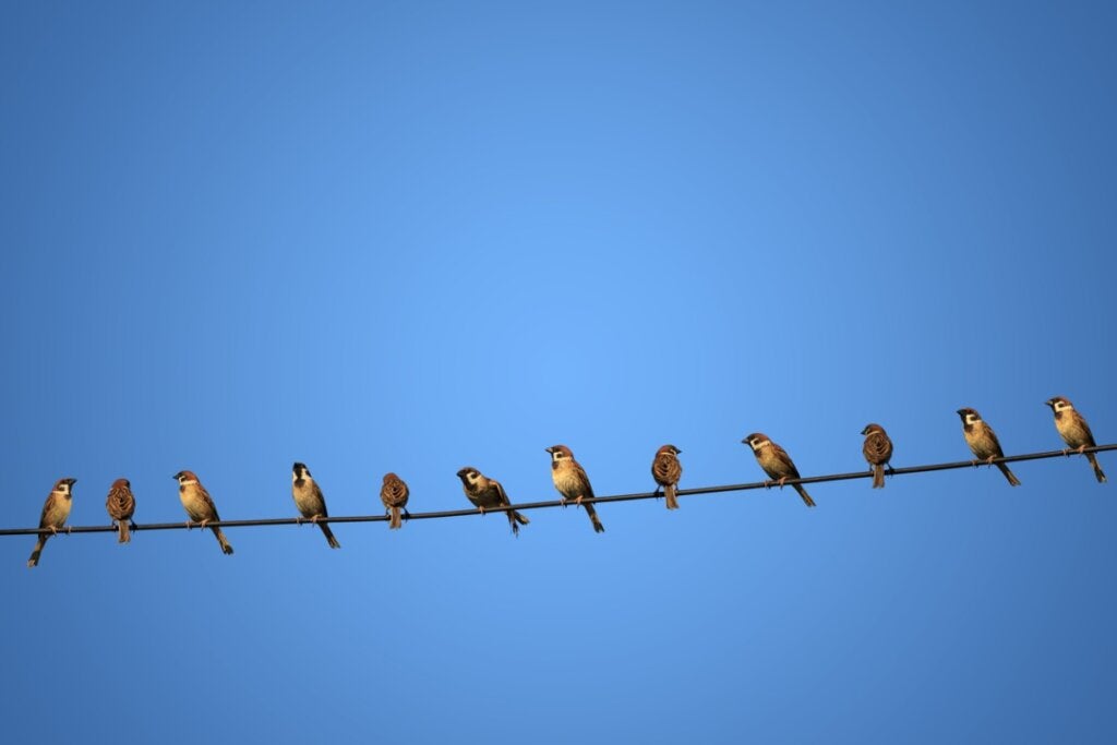 Varför får inte fåglar elektriska stötar när de sitter på kraftledningar?