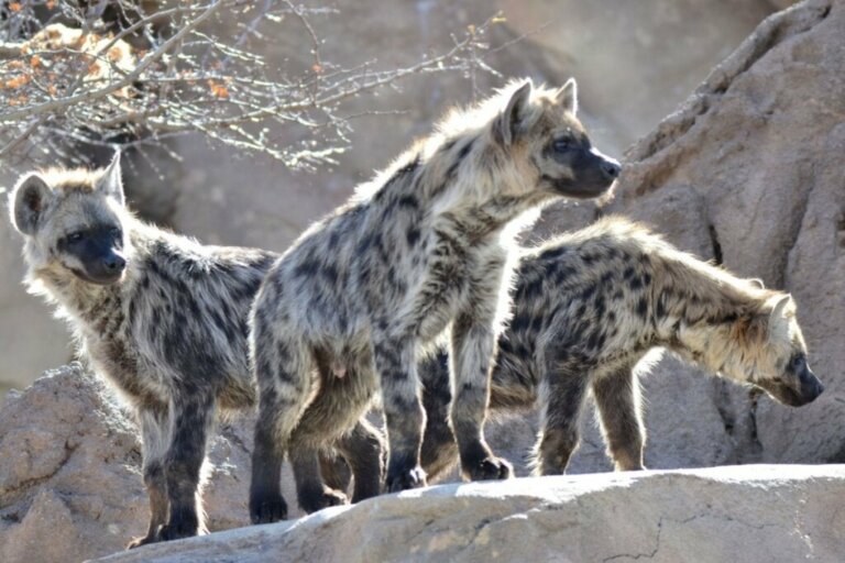 Hur jagar hyenor?