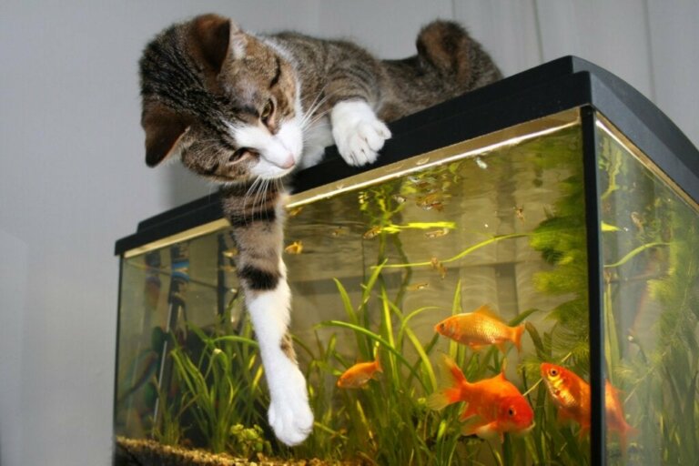 Kan katter och fiskar leva tillsammans?