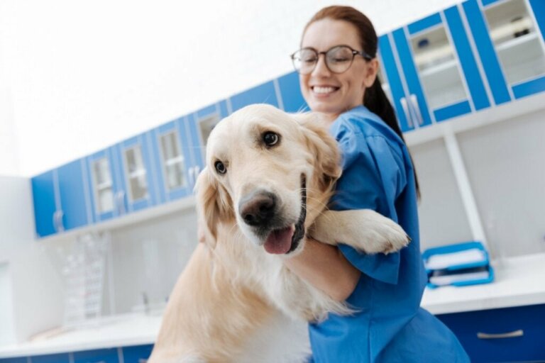 Medullär Aplasi hos hundar - Symptom och behandling
