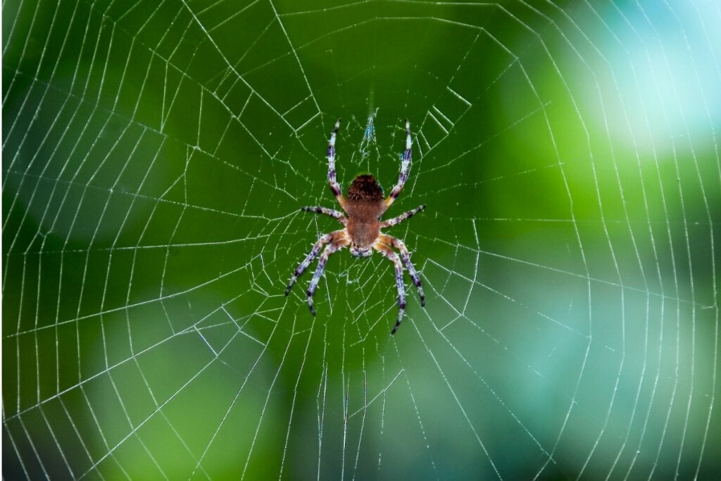 Spindlar fastnar inte i sina egna nät: Ta reda på varför