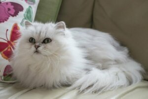 Chantilly-Tiffany-katten: Allt om denna ras