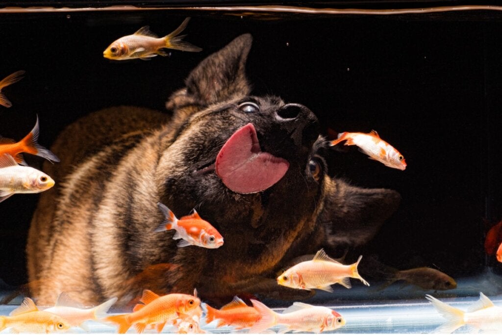 Kan hundar leva tillsammans med fiskar?