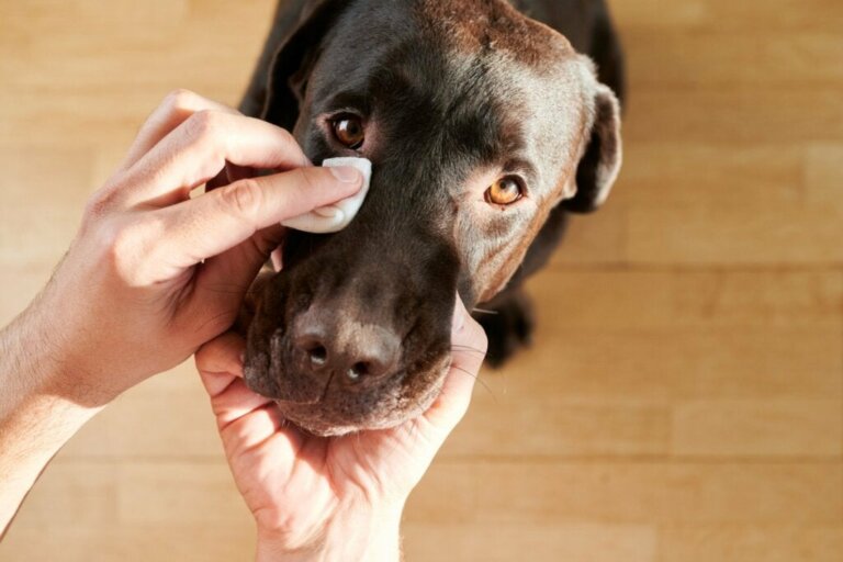 6 olika typer av ögonsekret hos hundar (och vad de betyder)