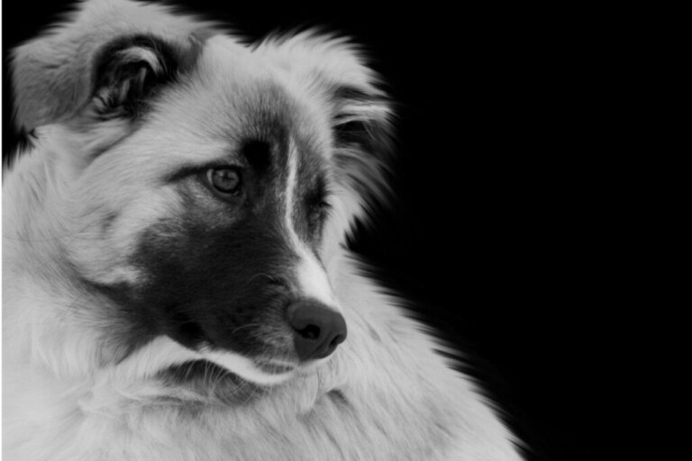 Aidi eller Atlashund: Allt om denna ras