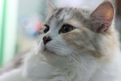 Astma hos katter kan manifesteras genom hosta