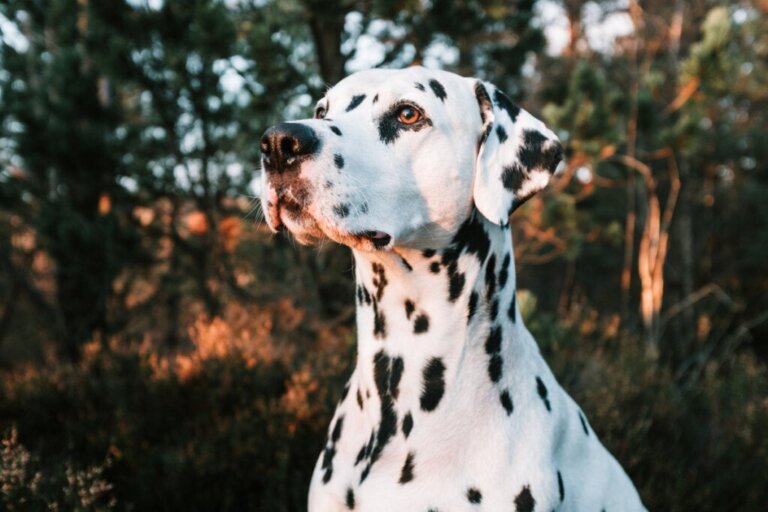 Dalmatiner: är de verkligen brandhundar?