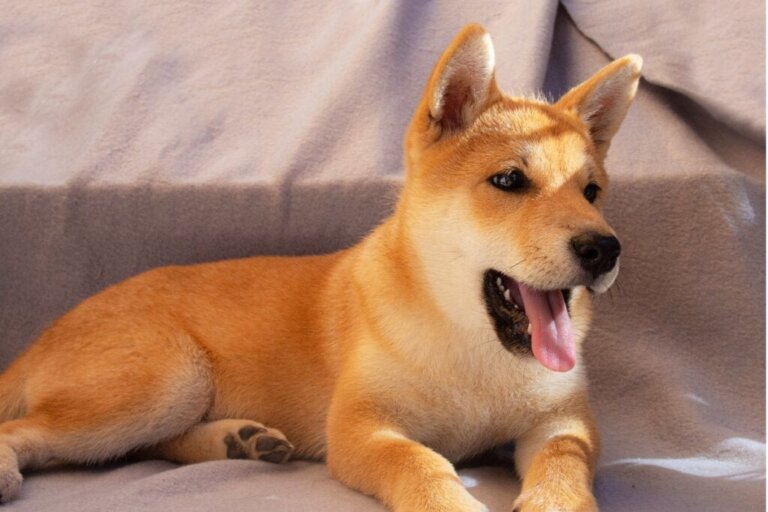12 typer av hundar som ser ut som rävar