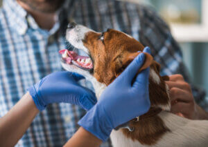 En hund besöker veterinären.