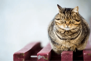 En överviktig tigerrandig katt sitter på en bänk