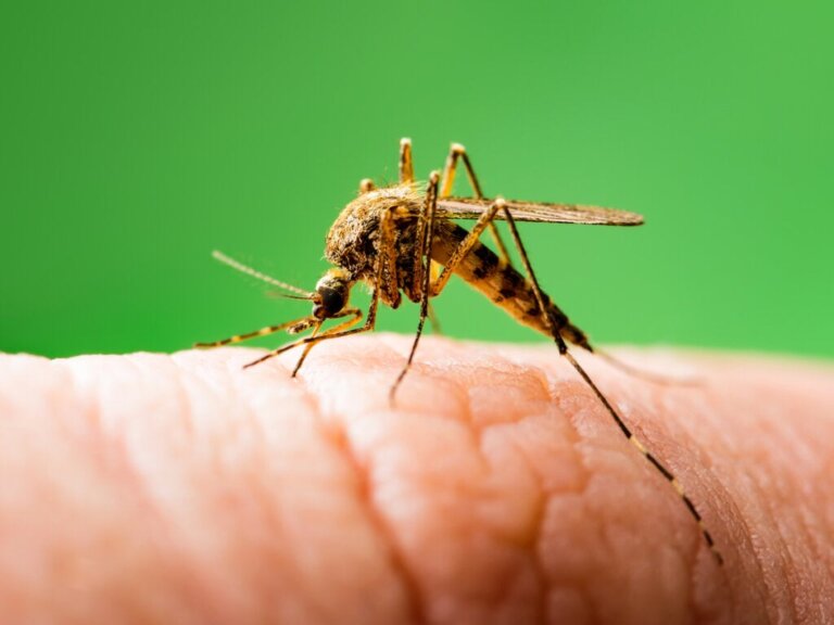 Risker och fördelar med genetiskt modifierade myggor