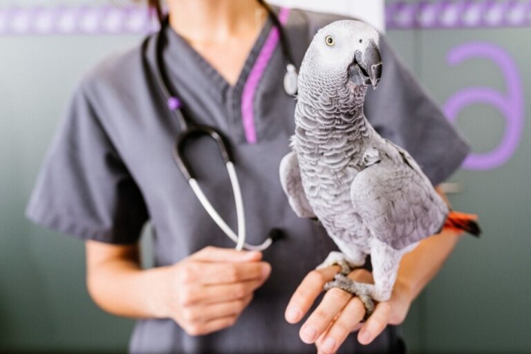 Sätt att medicinera din fågel
