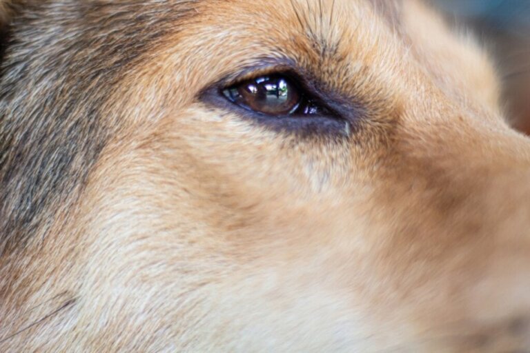 Horners syndrom hos hundar: symtom, diagnos och förebyggande åtgärder