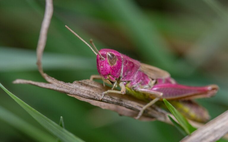 Den rosa gräshoppan: ett fascinerande fynd