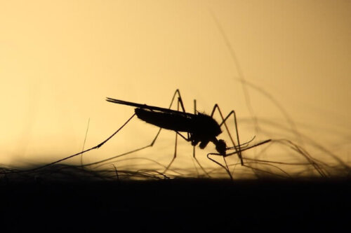 Ta reda på varför myggor biter vissa människor mer än andra