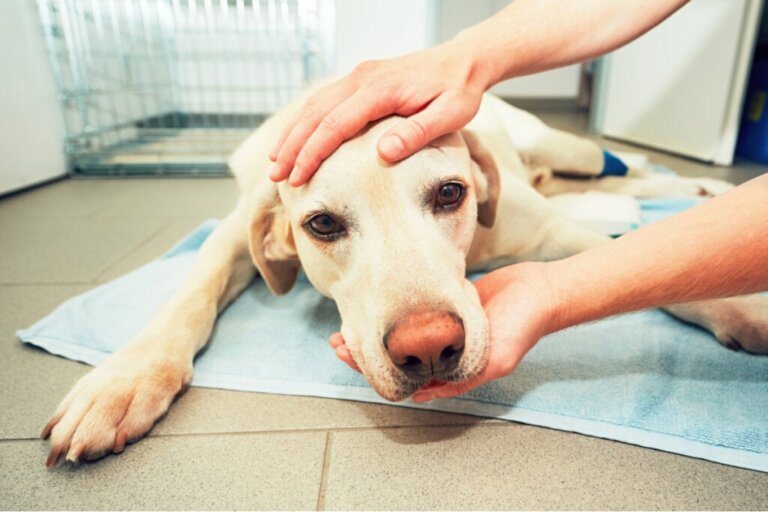 Knölar hos hundar: orsaker och behandling