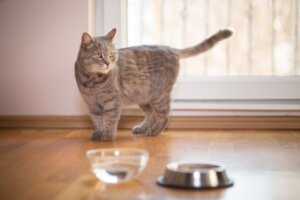 Min katt dricker inte vatten, vad kan jag göra?