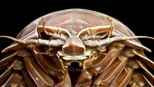 Gigantisk ”kackerlacka” upptäckt på havets botten