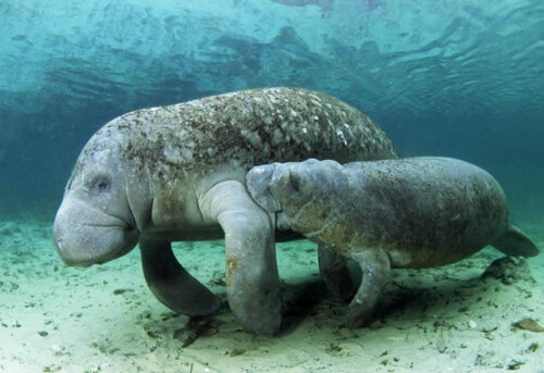 Vad är egentligen en dugong?