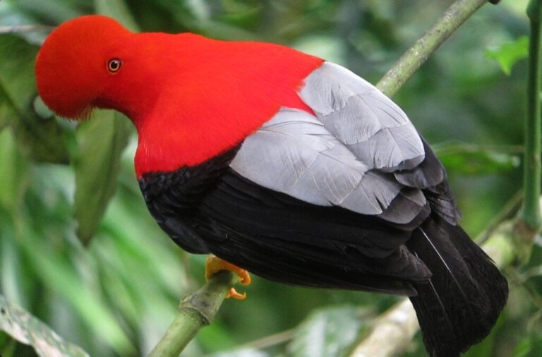 Andinsk klippfågel: livsmiljö, uppfödning och egenskaper