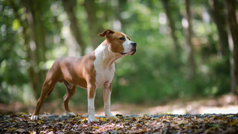 5 intressanta fakta om amstaff: American Staffordshire Terrier