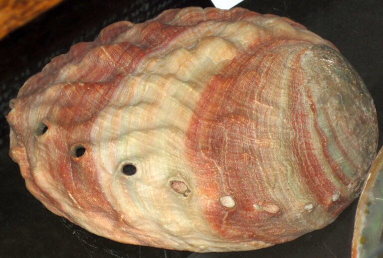 Abalone, ett mycket märkligt blötdjur