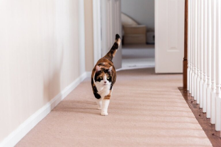 Behöver katter sensorisk stimulans i hemmet?