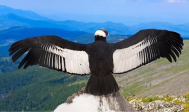 Argentavis magnificens: världens största fågel