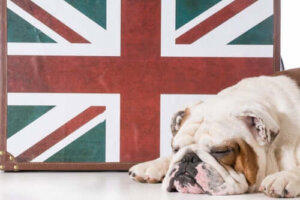Beteendet hos engelsk bulldogg