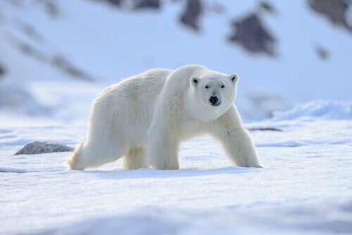 Polardjur: perfekt anpassade till kylan