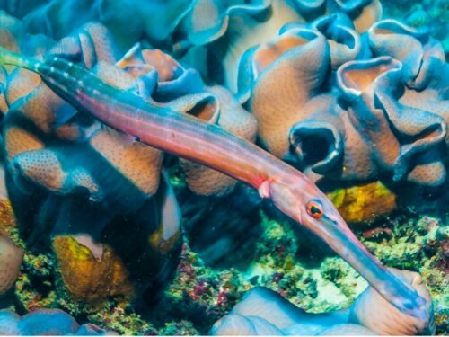Trumpetfiskar: livsmiljö och egenskaper