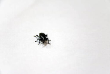Vilken är världens minsta insekt?