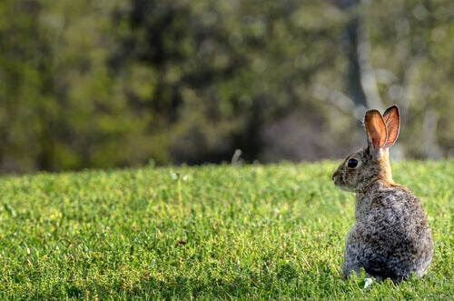 Vad hände med kaninerna i Australien?