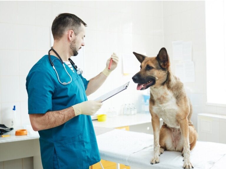 Att ta hand om en hund med anemi