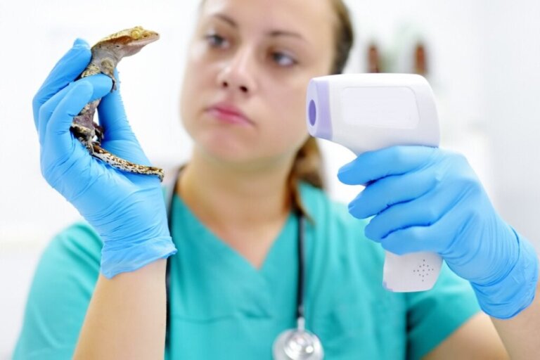 Sepsis hos reptiler: orsaker, symtom och behandling