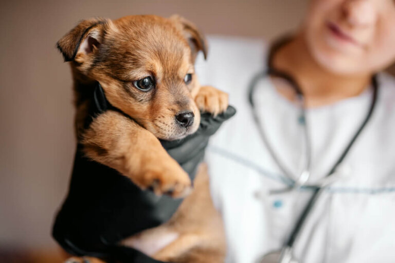 Vad du bör tänka på när du tar ditt husdjur till veterinären för första gången