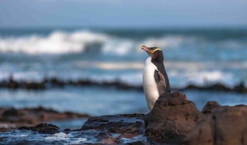 Gulögd pingvin är som art utrotningshotad