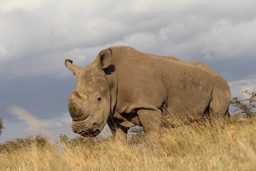 Den sista hanen av nordlig vit noshörning dör