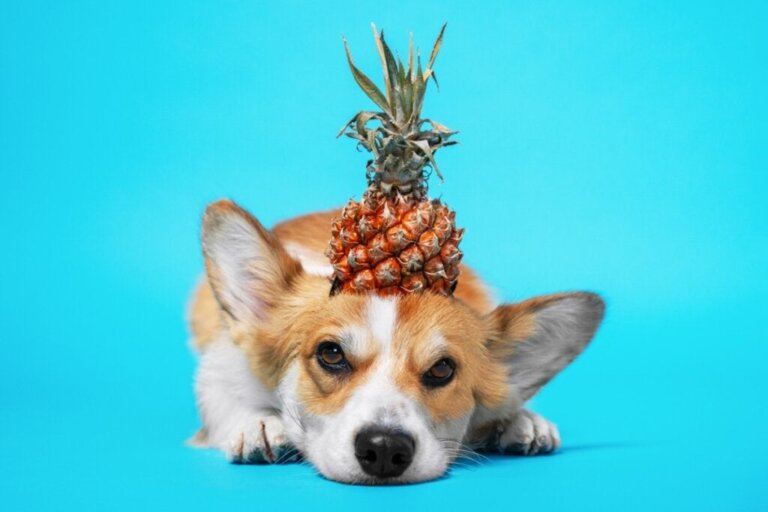 Är ananas bra för hundar?