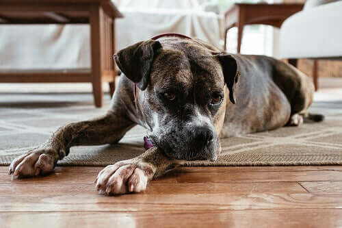 Vad kan du göra om din hund har svårt att anpassa sig till livet i ert hem?