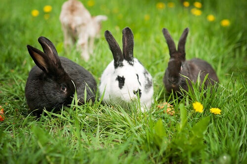 Kaniner är inte gnagare!