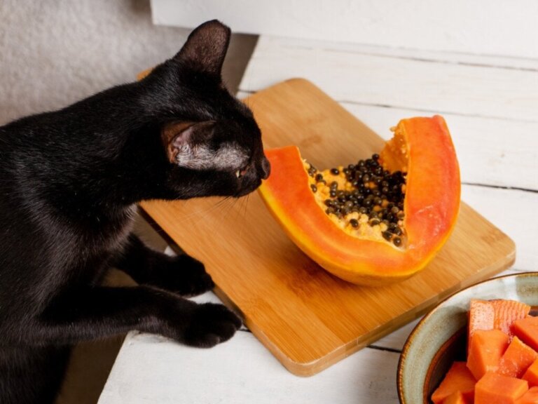 Rekommenderas papaya till katter?