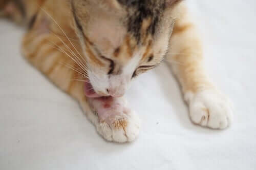 Skorpor på katter: symtom och behandling