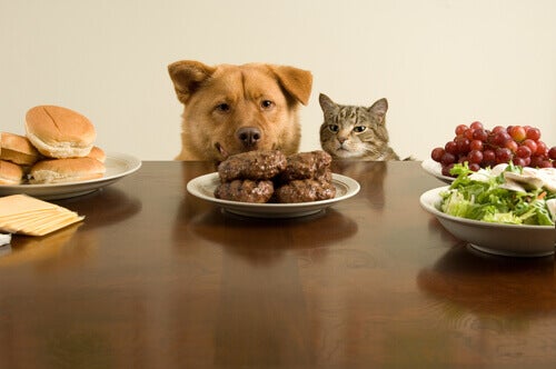 Kan katter och hundar äta samma saker?