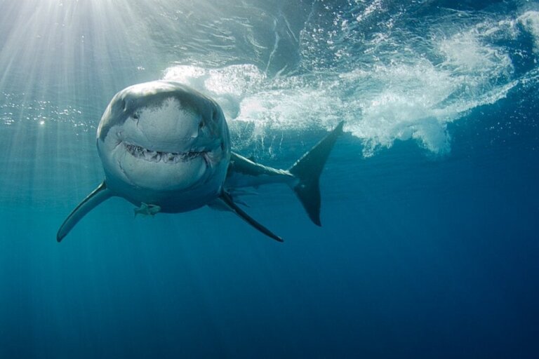 Hur hajar jagar
