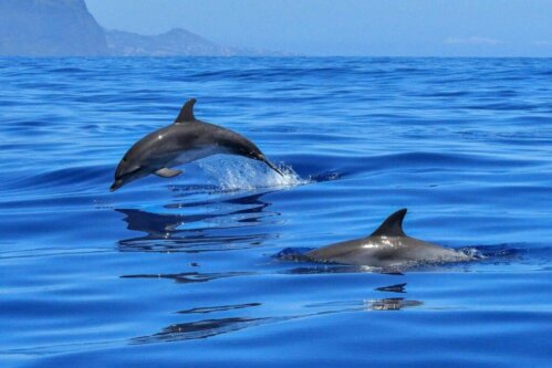 Delfiner kan lida av demens: Ta reda på varför
