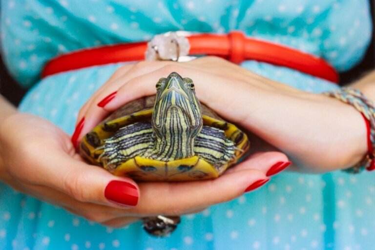 Att klippa klorna på en sköldpadda: så gör du